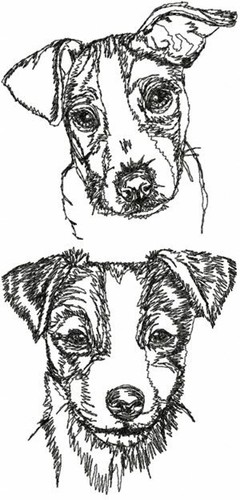 Jack russell terrier - russell,