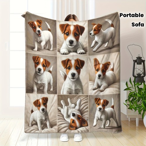 Cute jack russell - cute, terrier