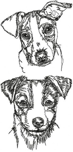Jack russell terrier - jack,