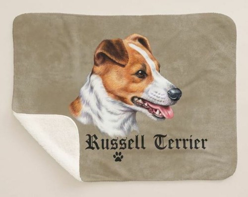 Jack russell terrier dog - russell,